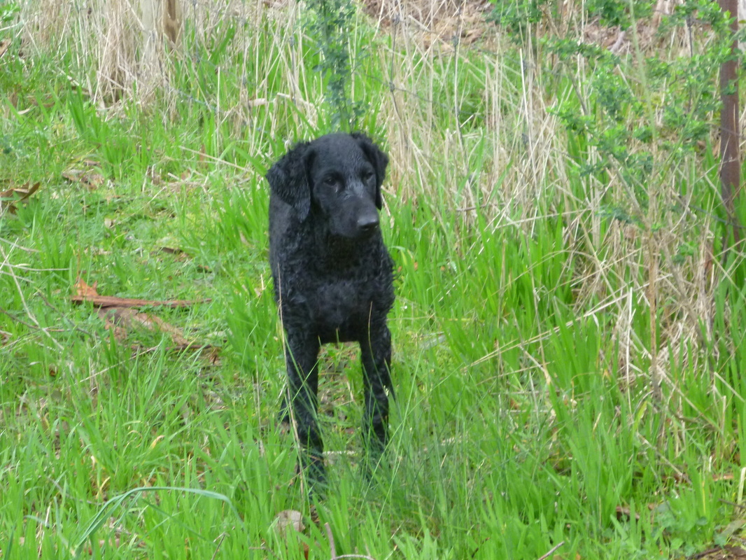 Alyxia - Markable Curly Coated Retrievers